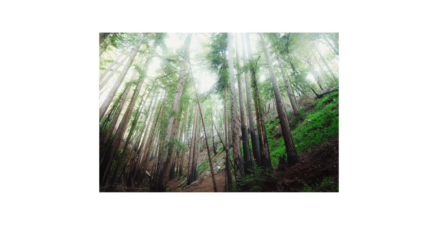 Tall trees in a forest with sunlight filtering through the canopy